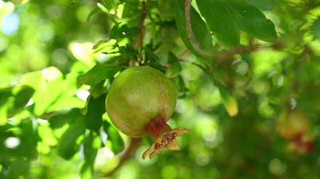  Unripe Green Pomegranate Hanging on Tree Branch, Young Fruit in Garden. Agriculture and Farming Concept, Organic Food Growth, Pomegranate Tree with Green Leaves, Nature and Punica granatum