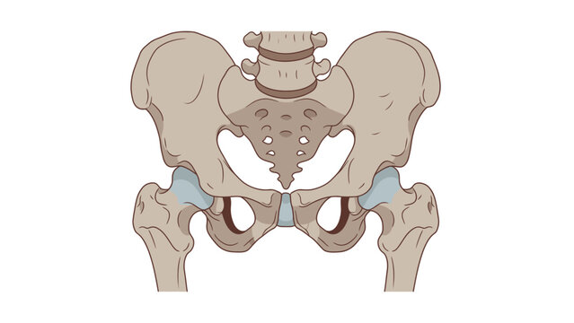Detailed illustration of a human pelvis with highlighted hip joints and acetabula on a plain white background.