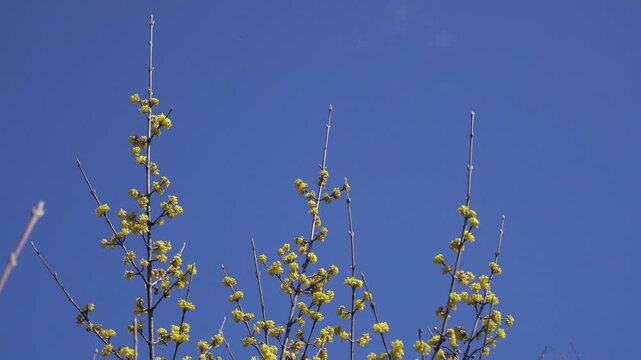 Yellow dogwood flower blossoms in spring forest.