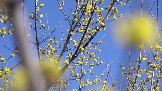 Yellow dogwood flower blossoms in spring forest.