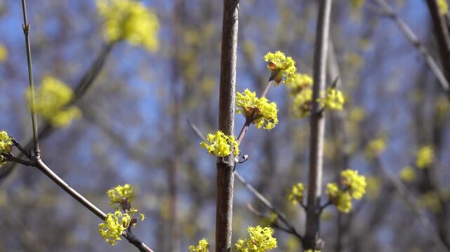 Yellow dogwood flower blossoms in spring forest.
