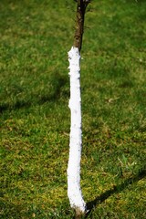 Młode drzewko owocowe, pnie i gałęzie zabielone, rośnie w sadzie. © Adam