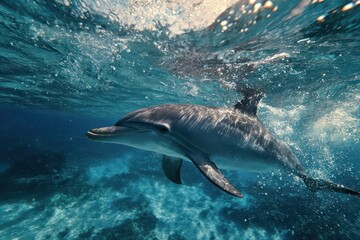 Fototapeta premium Graceful dolphin motion in deep ocean water