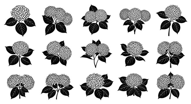Black and white hydrangea flowers with leaves on white background floral pattern botanical illustration