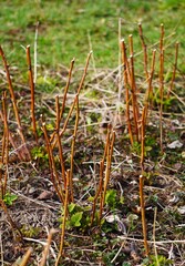 Łodygi i rosnący krzew maliny w ziemi  © Adam