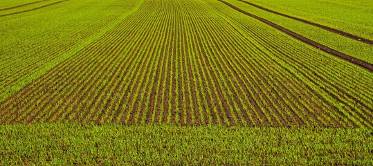 Małe roślinki kiełkują w równo przygotowanych grządkach na polu. © Adam