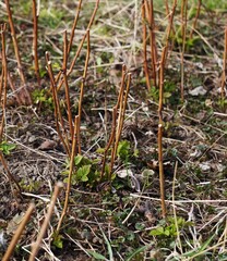 Przycięte maliny © Adam