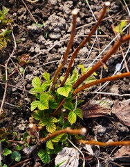 Młody krzew maliny rośnie w ziemi. Drobne liście maliny i starsze łodygi. © Adam