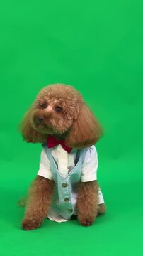 Delightful Brown Poodle Turns And Ambles Away With Playful Curiosity In Studio Setting