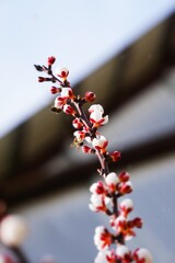 Pszczoły zapylają kwiaty brzoskwini w pełnym słońcu. Naturalna scena wiosennej aktywności owadów i kwitnącej roślinności. © Adam