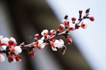 Zakwitające brzoskwinie na gałęziach w zbliżeniu, piękne kwiaty w słonecznym świetle. Wiosenna, naturalna scena pełna delikatnych kolorów. © Adam