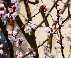Zakwitnięta brzoskwinia © Adam