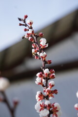 Gałąź i zakwitnięte drobne kwiaty © Adam