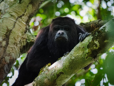 A striking close-up captures the intense, watchful gaze of a majestic black howler monkey, perched serenely on a moss-covered branch within the dense, vibrant canopy of a tropical rainforest