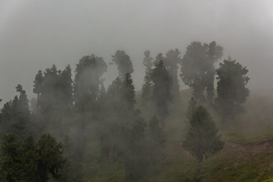 View of shrouded trees emerge from a ghostly veil of mist clinging to the hillside, obscuring the vibrant greens in an ethereal embrace, Pir Chanasi, Azad Kashmir, Pakistan.