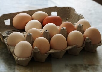 Ekologiczne kurze jaja  i wytłoczka © Adam