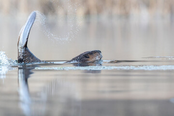 North American beaver tail slapping water in morning light with copy space © Joni Welda  