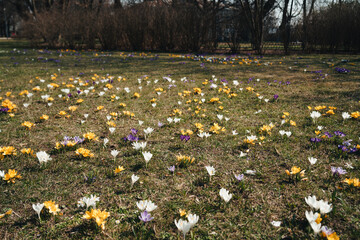 A field full of colorful yellow and purple spring crocuses © Emilia