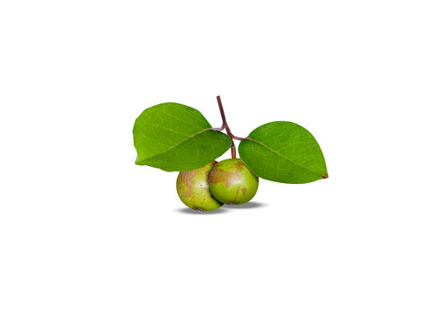 Flacourtia indica or Governors plum fruits isolated on a white background