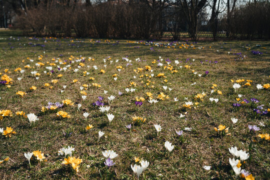 A field full of colorful yellow and purple spring crocuses