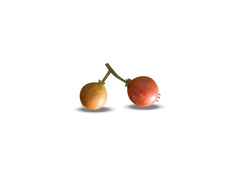 Flacourtia indica or Governors plum fruits isolated on a white background