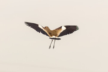 Obraz premium Red-wattled Lapwing (Vanellus vanellus)
