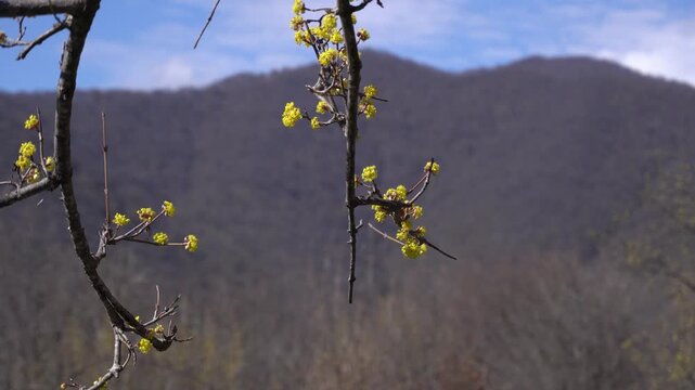 Yellow dogwood flower blossoms in spring forest.