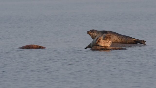 Seal resting on rocks at the sea