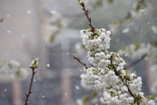 Snow on a first buds and white flowers on tree. Concept of bad weather condition, frost and agriculture disaster. Damage to the orchard