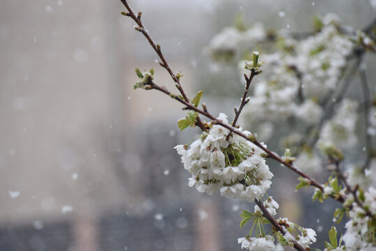 Snow on a first buds and white flowers on tree. Concept of bad weather condition, frost and agriculture disaster. Damage to the orchard
