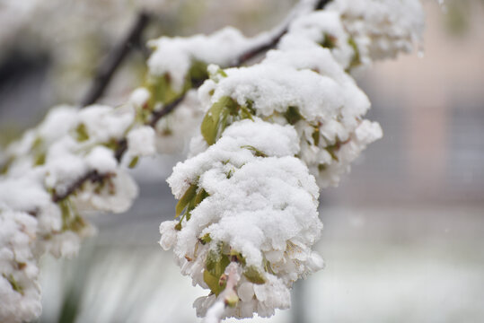 Snow on a first buds and white flowers on tree. Concept of bad weather condition, frost and agriculture disaster. Damage to the orchard