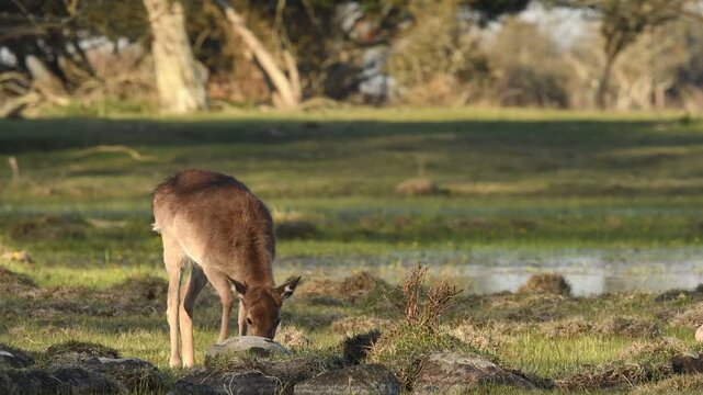 European fallow deer grazing in the field