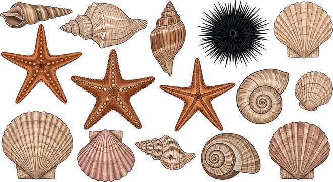 Hand-Drawn Collection of Seashells, Starfish, and Sea Urchin for Beach, Ocean, and Coastal Design