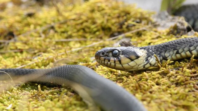 Swedish viper close up