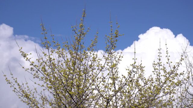 Yellow dogwood flower blossoms in spring forest.