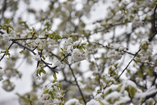 Snow on a first buds and white flowers on tree. Concept of bad weather condition, frost and agriculture disaster. Damage to the orchard