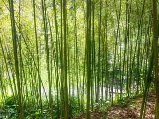 Fototapeta premium A serene view of a lush bamboo forest at Hwataoyao in Miaoli County, Taiwan, featuring tall green stalks and natural woodland scenery.