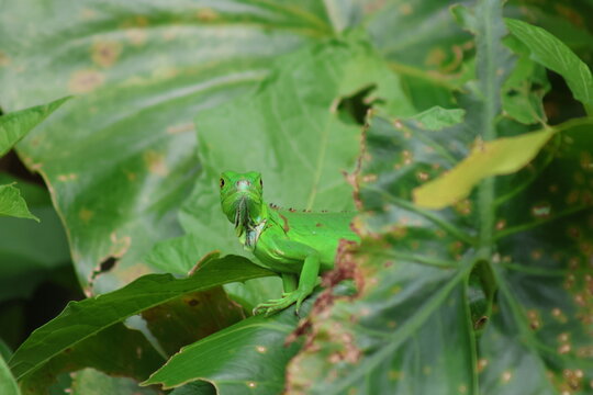 View of vibrant green iguana perched amidst lush, broad leaves, a burst of nature's artistry, Roxana, Limon Province, Costa Rica.