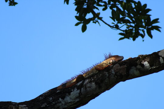 View of an iguana basking on a tree branch against a backdrop of a clear blue sky, Roxana, Limon Province, Costa Rica.