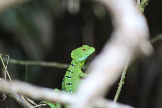 View of a strikingly vibrant green basilisk lizard, with its distinctive crest and black markings, perched amidst blurred branches, Roxana, Limon Province, Costa Rica.