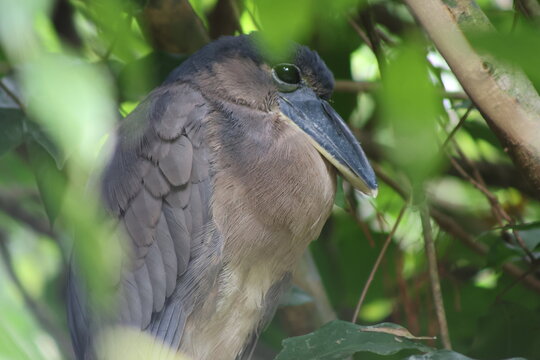 View of a brown heron, feathers slightly ruffled, nestled amidst lush greenery, creating a serene moment in nature, Roxana, Limon Province, Costa Rica.