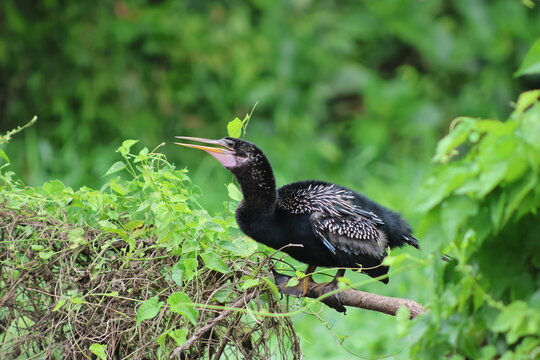 View of an Anhinga perched gracefully on a branch, its dark feathers contrasting with the vibrant green foliage, Roxana, Limon Province, Costa Rica.