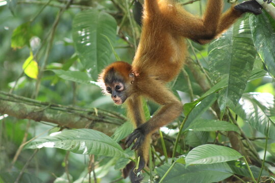 View of a playful spider monkey, with its reddish-brown fur, hangs upside down amidst the lush green canopy, Roxana, Limon Province, Costa Rica.