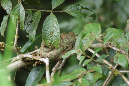View of a coiled green viper blending seamlessly with the lush foliage of the rainforest canopy, its scales mirroring the leaves, Roxana, Limon Province, Costa Rica.