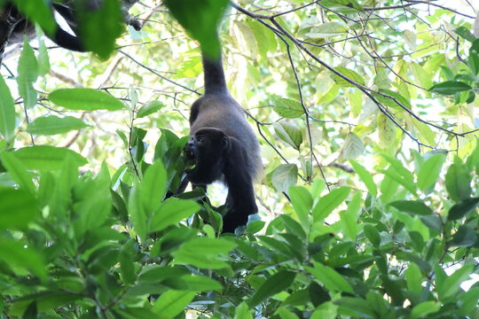 View of a dark monkey hangs amidst vibrant green foliage, its tail gripping a branch, Roxana, Limon Province, Costa Rica.