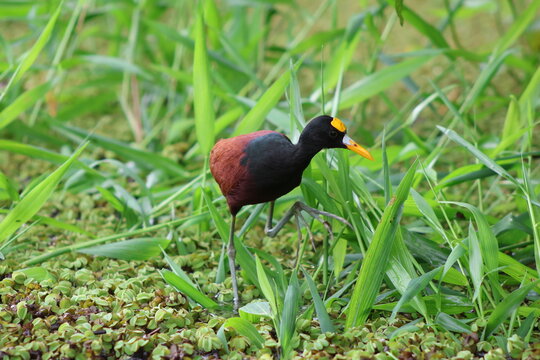 View of a vibrant jacana bird, with its striking yellow beak and chestnut body, gracefully navigating through the lush green foliage, Roxana, Limon Province, Costa Rica.