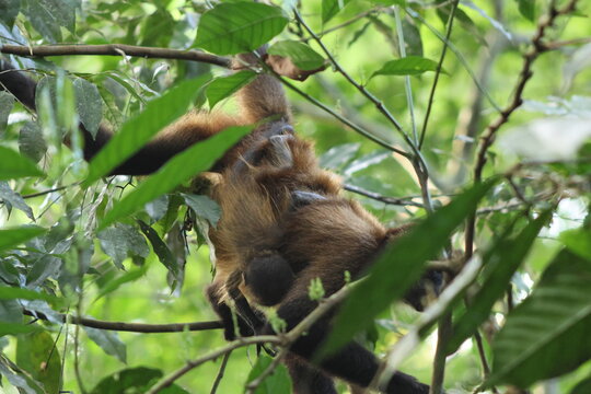 View of a mother monkey embraces her baby amidst a vibrant canopy, where dappled sunlight filters through lush green leaves, Roxana, Limon Province, Costa Rica.