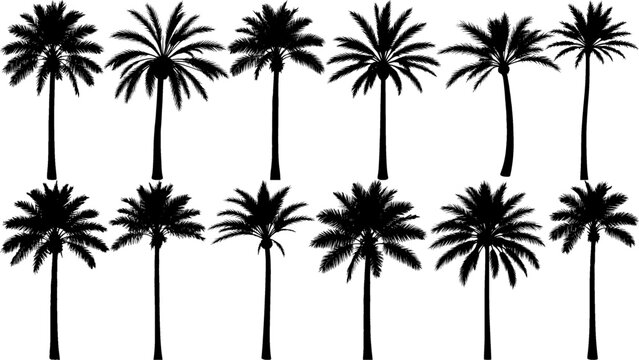 Minimal thin desert palm tree silhouettes in solid black, featuring slim trunks and sparse crowns, perfect for clean, modern, and minimalist vector design projects.