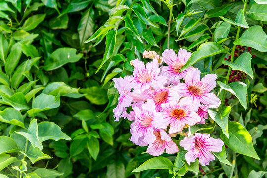 Podranea ricasoliana pertenece a la familia de Bignoniaceae.