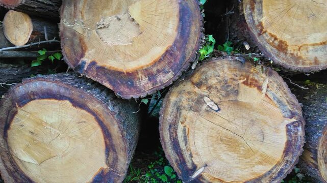 A detailed close-up shot of a pile of freshly cut timber logs showing natural textures and tree rings
